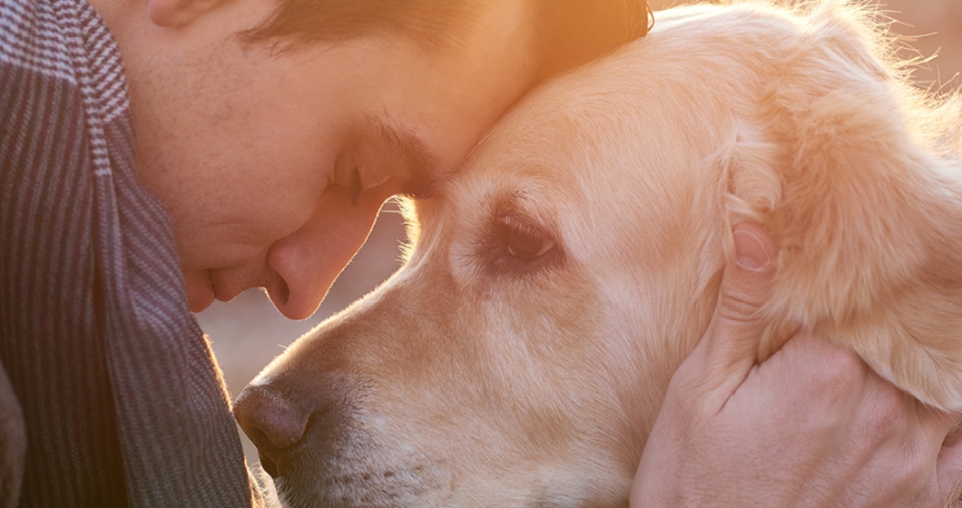How Dogs Show Affection How to Tell If Your Dog Loves You