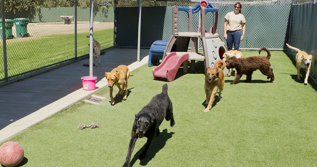 Low Profile Kennel Club Playground