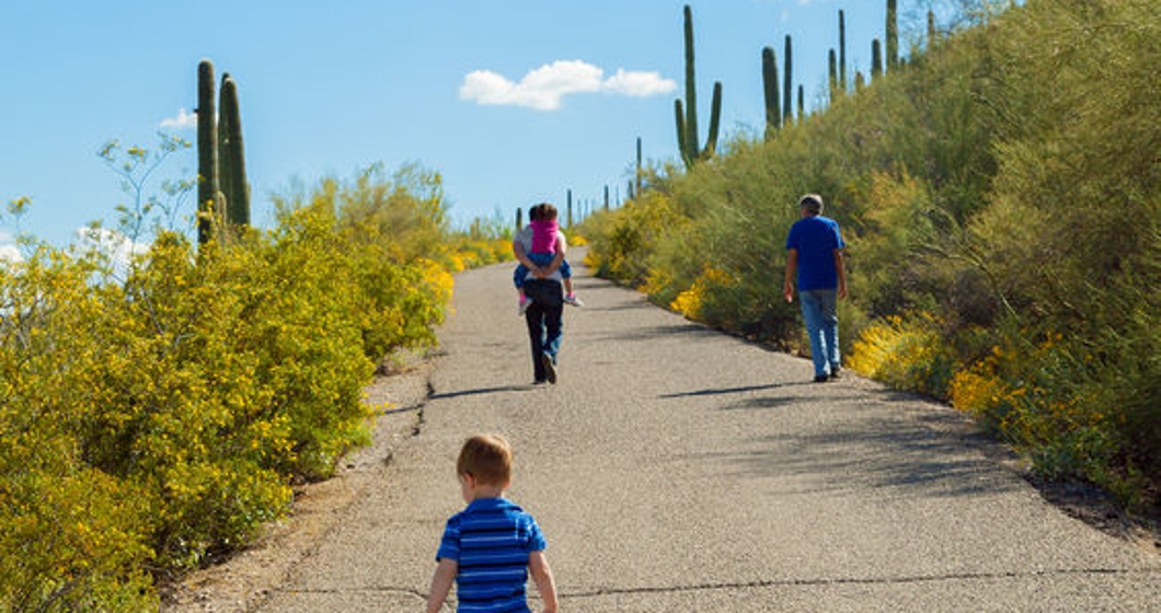 Three generations, a grandfather, father, and two children, hike up the paved path of a desert mountain in full bloom.