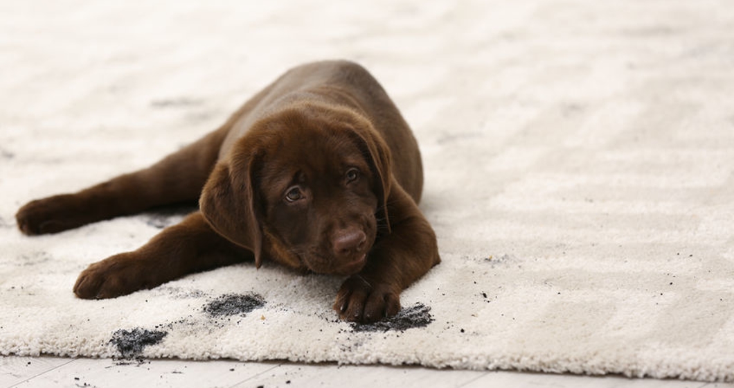 Cute dog leaving muddy paw prints on carpet