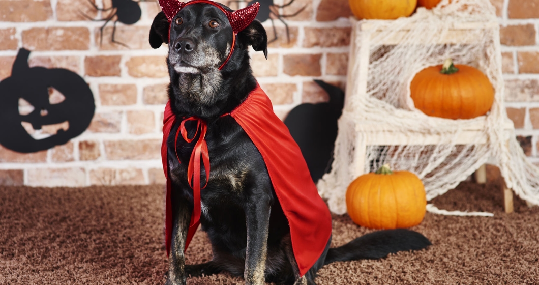 Serious dog in devil costume