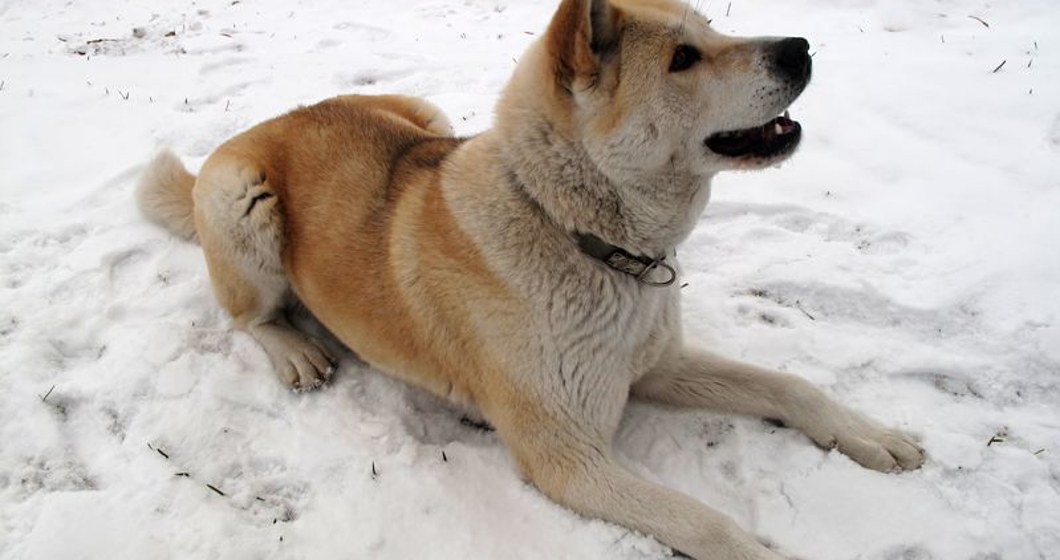 akita lying on the snow