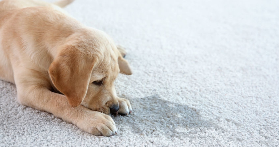 Cute puppy lying on carpet near wet spot