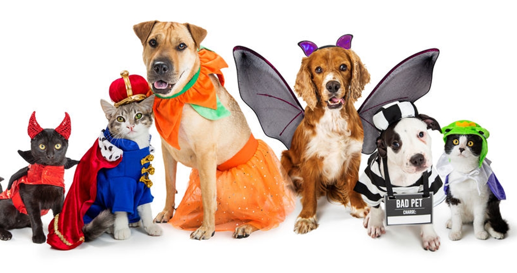 Cats and Dogs in Halloween Costumes Web Banner