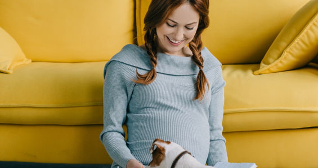 attractive pregnant woman sitting on floor with jack russell terriers in living room.