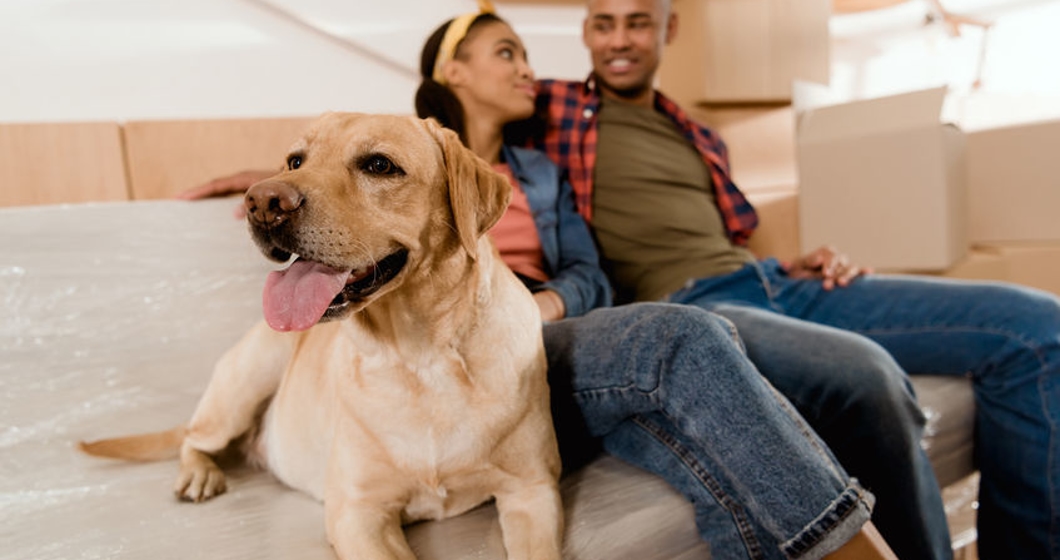 african american couple with labrador dog resting on sofa