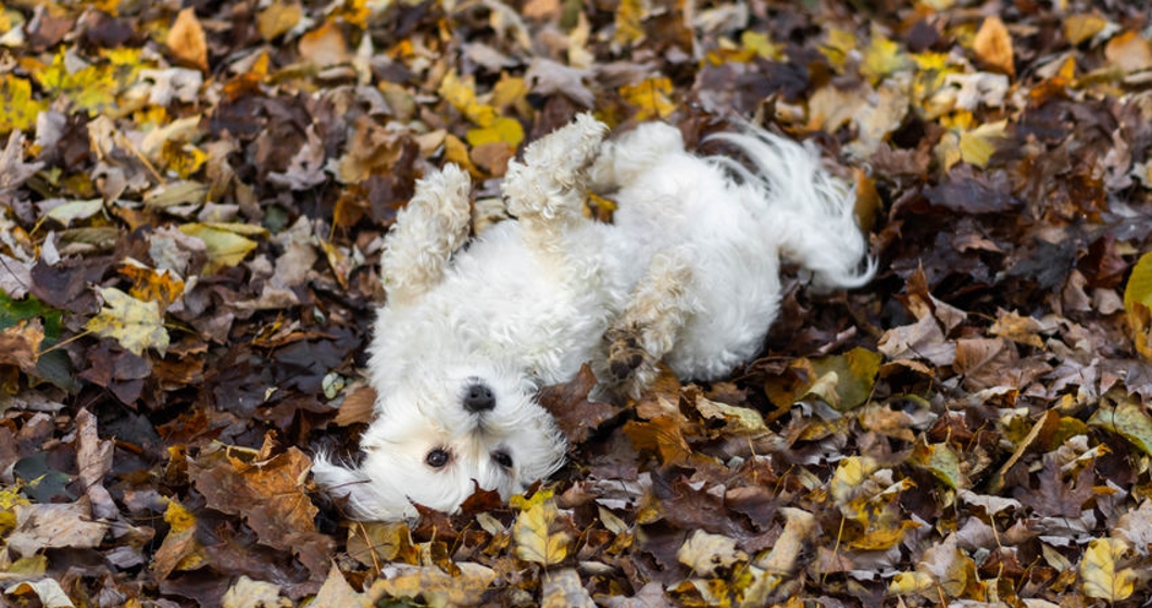 Small dog rolling in leaves
