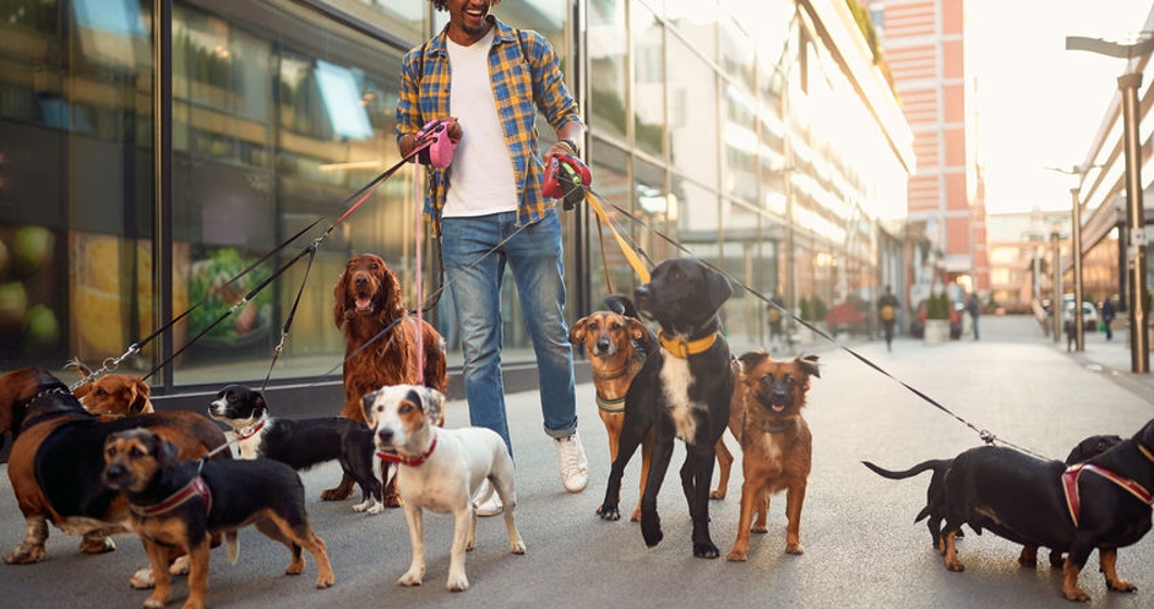 Smiling dog walker man in the street with lots of dogs