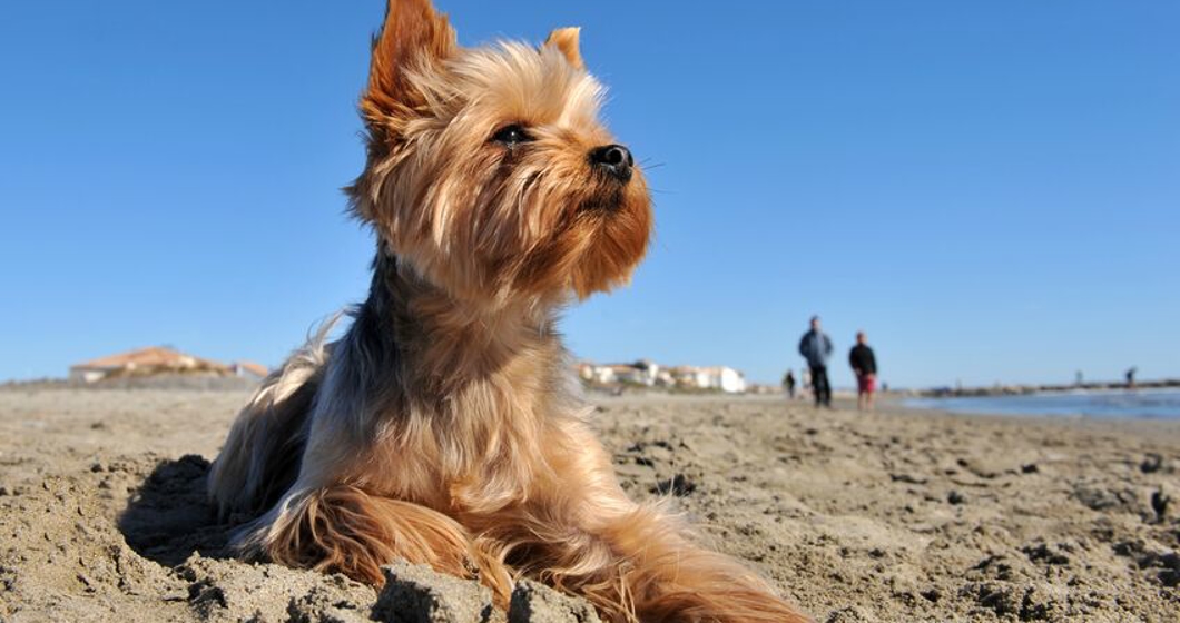Portrait of a purebred yorkshire terrier on the beach, walkers in the background
