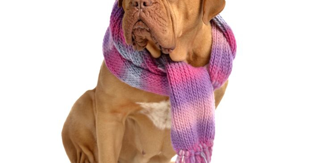 big dog with scarf isolated on white background