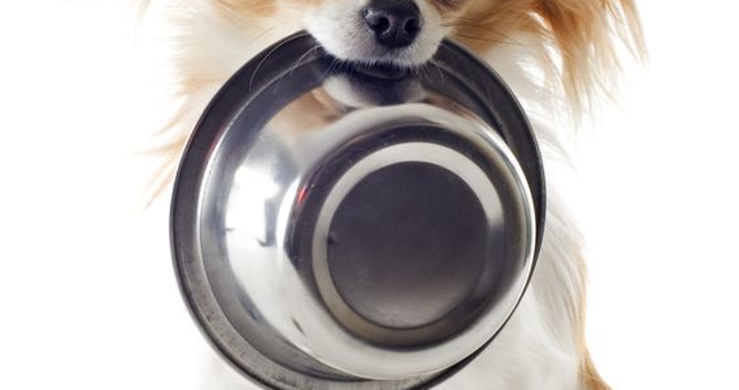 Portrait of a cute purebred puppy chihuahua and his food bowl