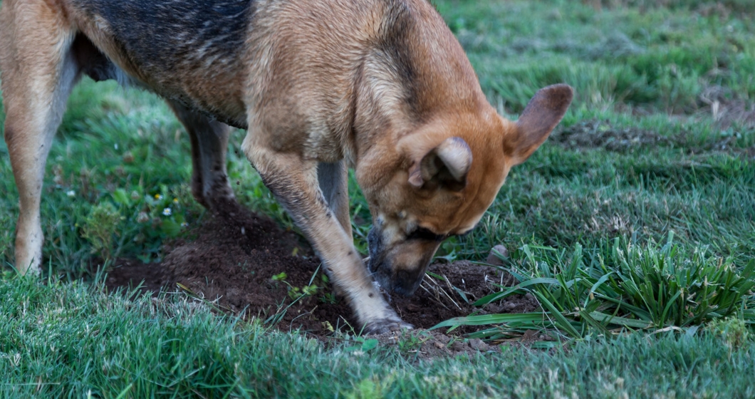 Dog Digging in a Gofer Hole