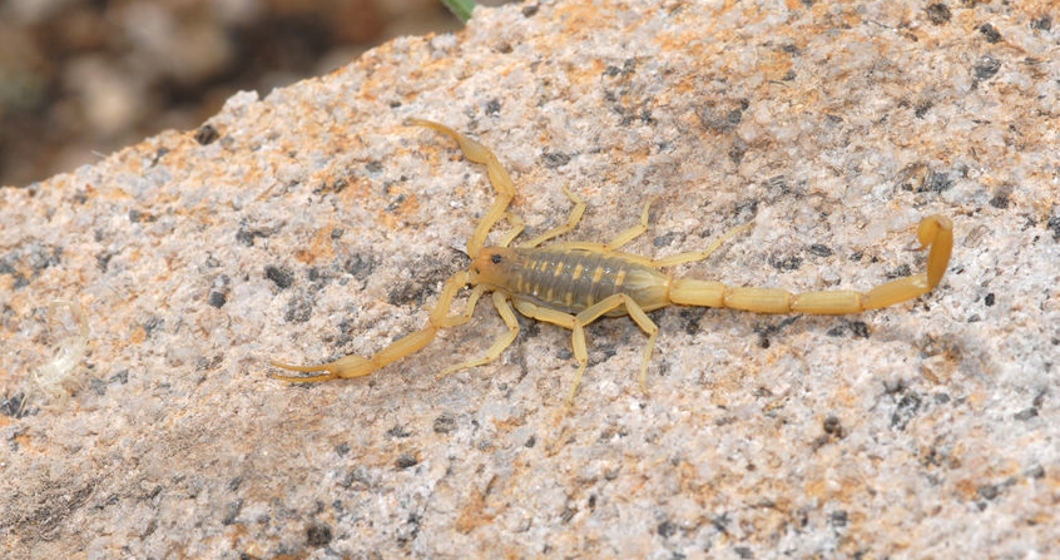Scorpion