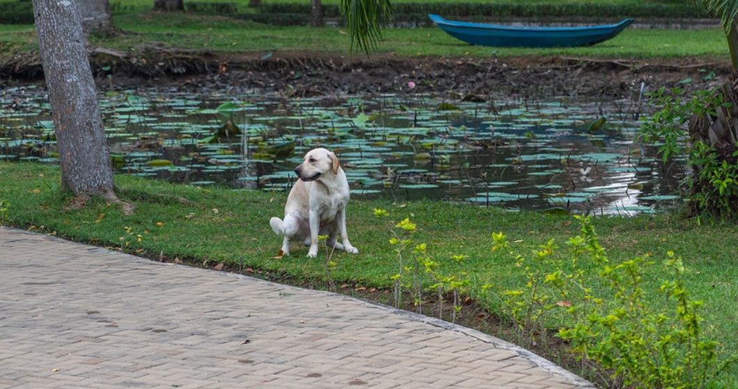 Labrador retriever dog pooping on grass at beautiful garden