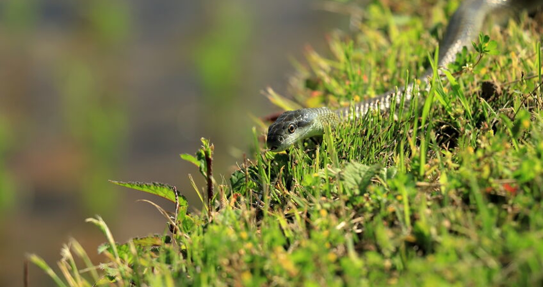 a snake appears on a rice field path.