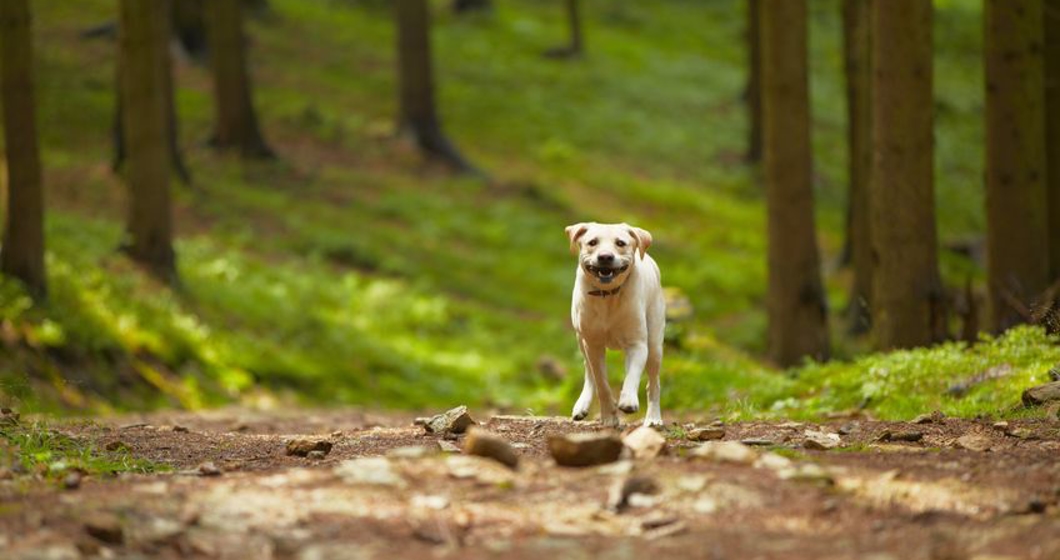 Paw prints to pristine: Tackling dog-tracking carpet woes in Marietta