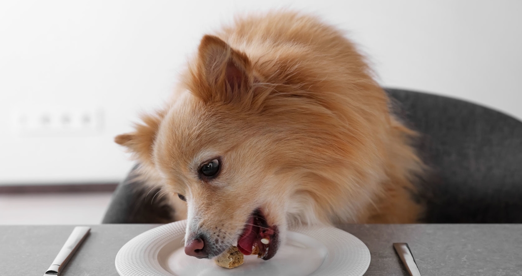 Cute Pomeranian spitz dog eating biscuit from plate at table