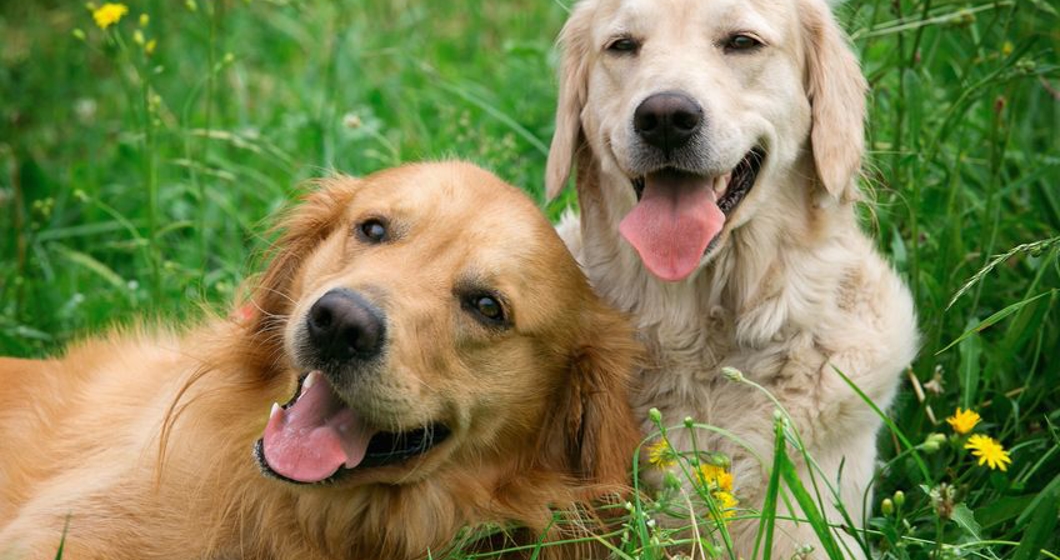 portrait of two young dogs playing in the meadow