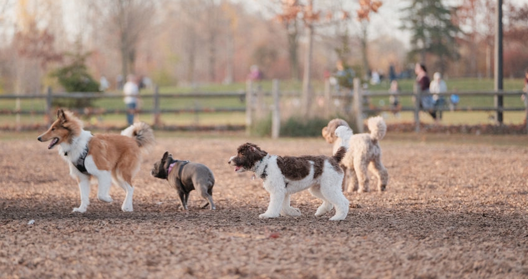 Beautiful shot of cute fluffy dogs playing tag at a dog park