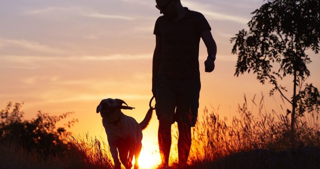 young man with his yellow labrador retriever in nature - back lit