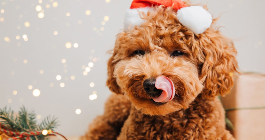Close-up small ginger poodle dog in a Santa suit on a light background. Pet’s portrait. Christmas greetings card