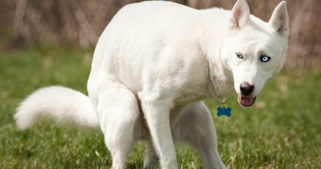 husky with blue eyes pooping in a dog park