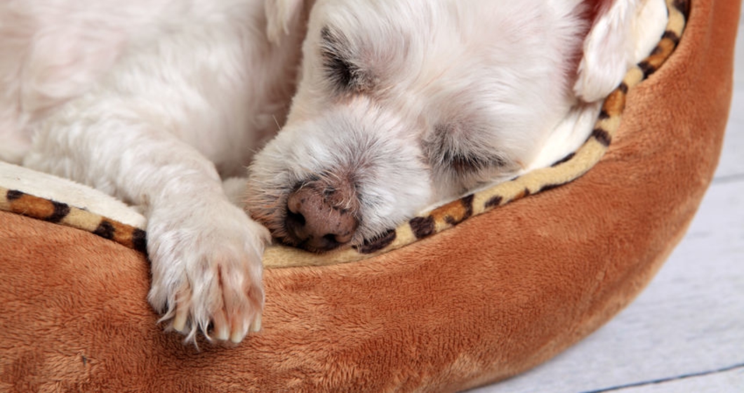 closeup of a puppy dog sleeping comfortably in its bed