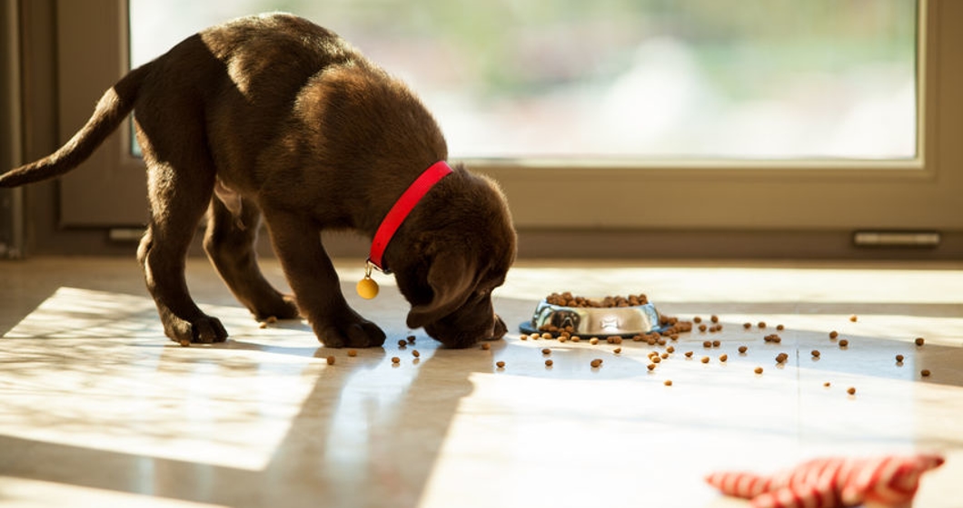 Beautiful brown Labrador eating food from its plate in the living room.