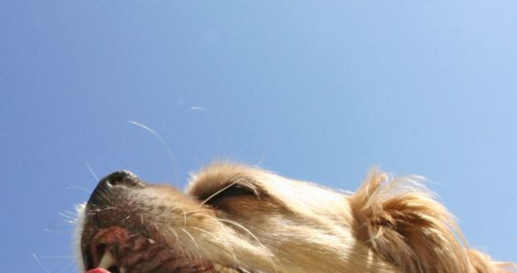 profile of dog form below