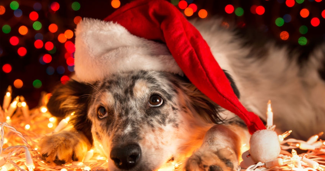 Border collie Australian shepherd mix dog lying down on white Christmas lights with colorful bokeh sparkling lights in background looking hopeful wishful believing celebratory concerned