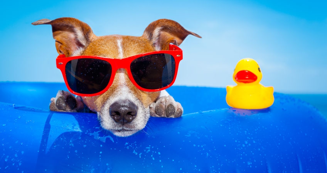 Jack russell  dog  on a mattress in the ocean