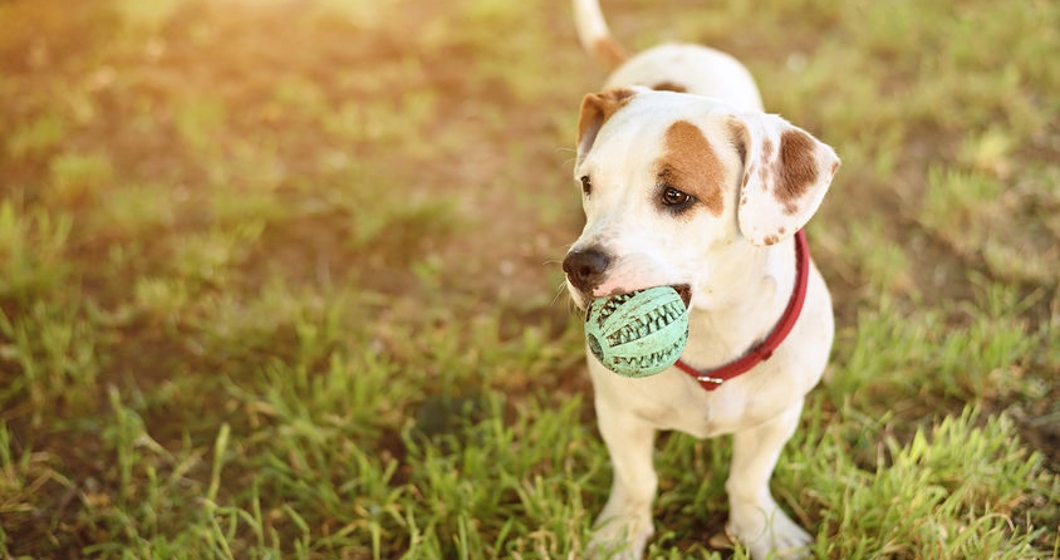 American staffordshire terrier dog