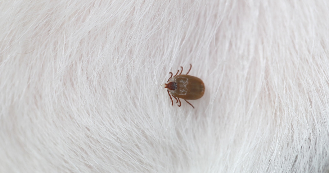 Big Ticks on a dog.