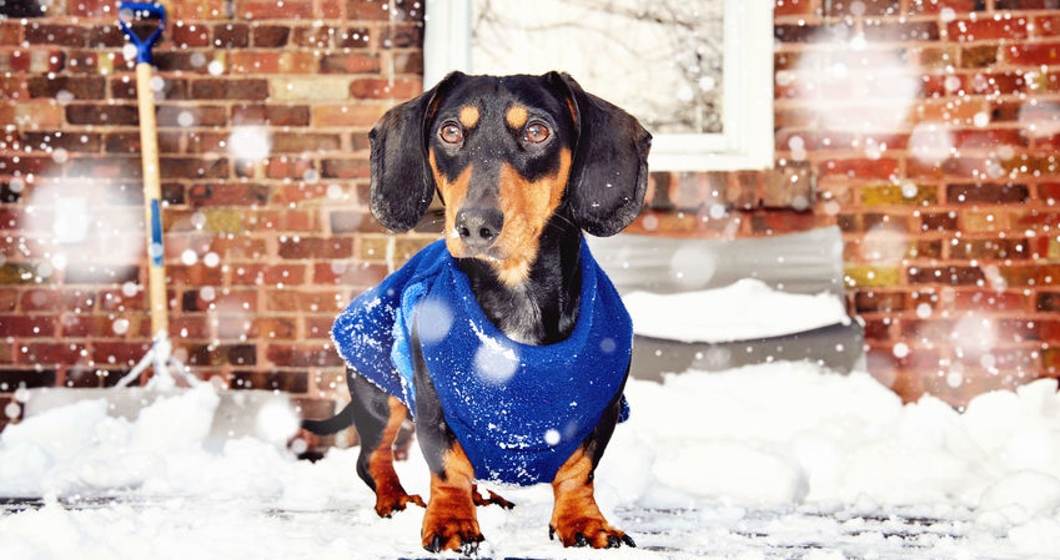 Dachshund, black and tan miniature purebred dog wearing winter j