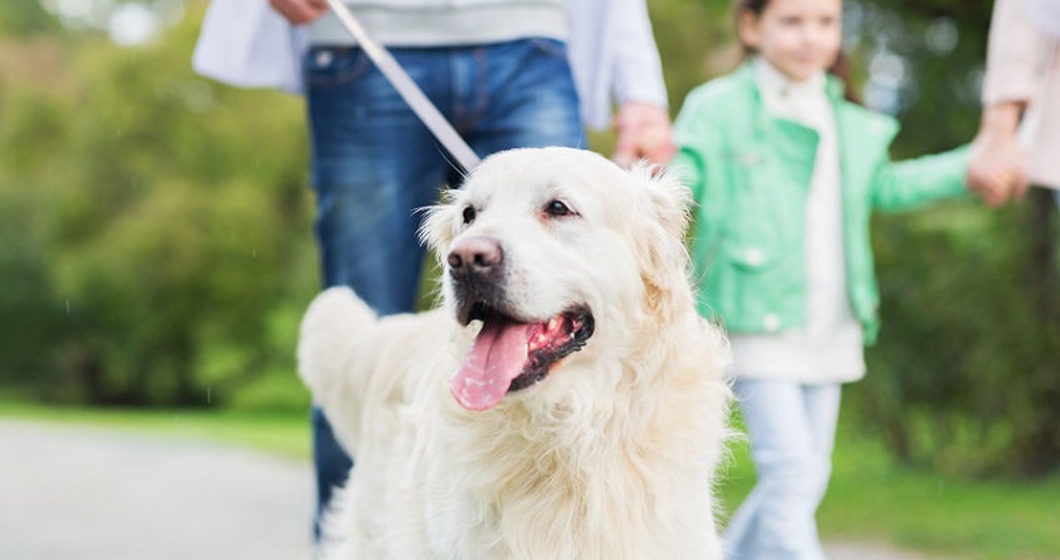 close up of family with labrador retriever dog on walk in park