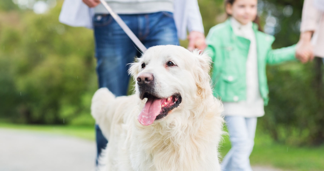 Close up of family with labrador dog in park