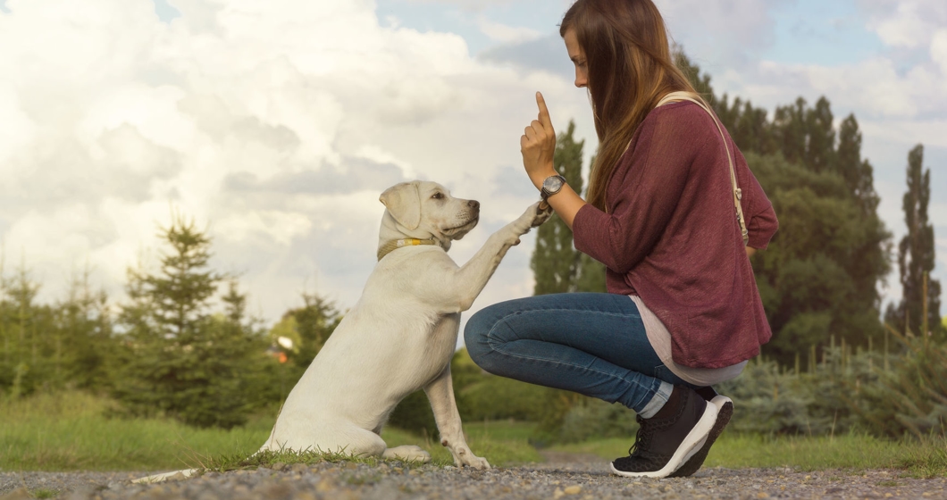 young labrador dog puppy and woman train together