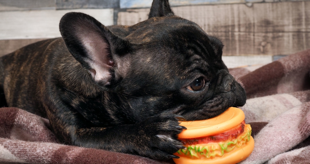 Dog playing with a toy - a rubber hamburger