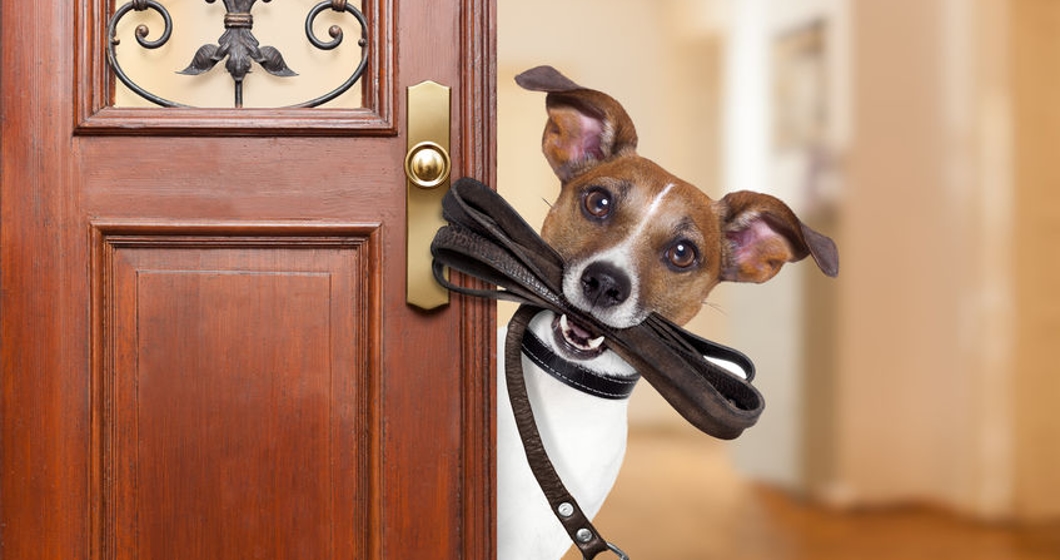 Jack russell dog waiting a the door at home with leather leash in mouth , ready to go for a walk with his owner