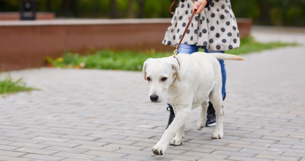 A cuttie dog playing with owner outdoors.