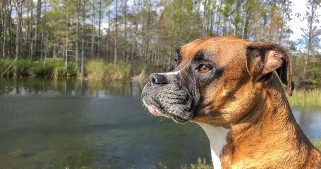 Brown boxer dog in cypress swamps of the South
