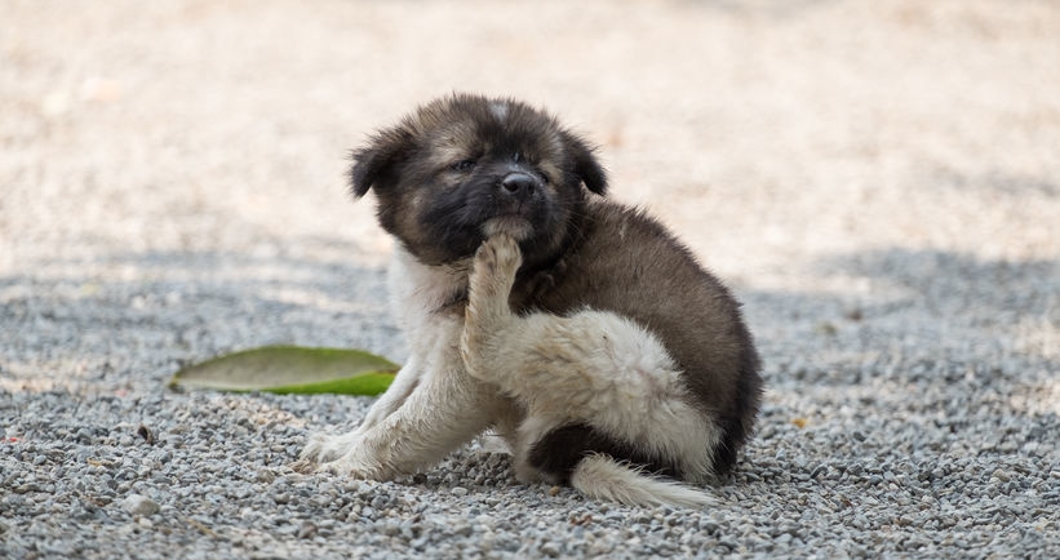 Chubby puppy dog scratching itch.