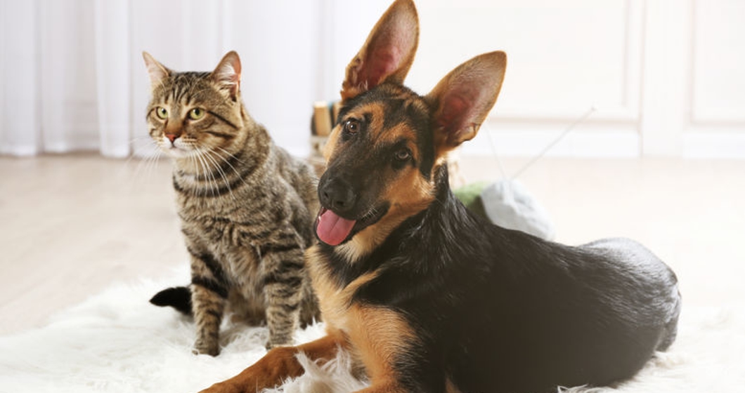 Cute cat and funny dog on carpet