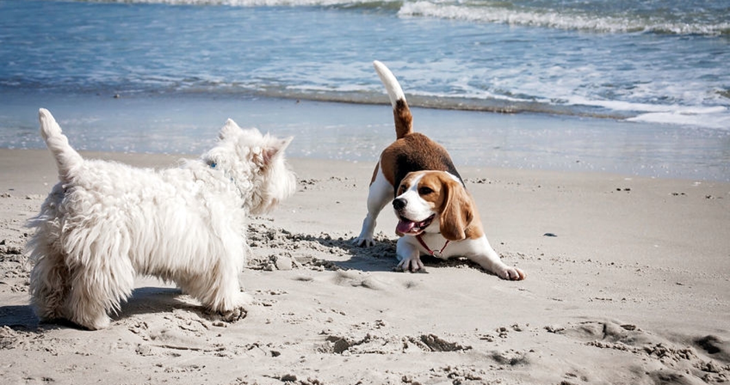Dog beagle breeds having fun on the sand of the seashore.