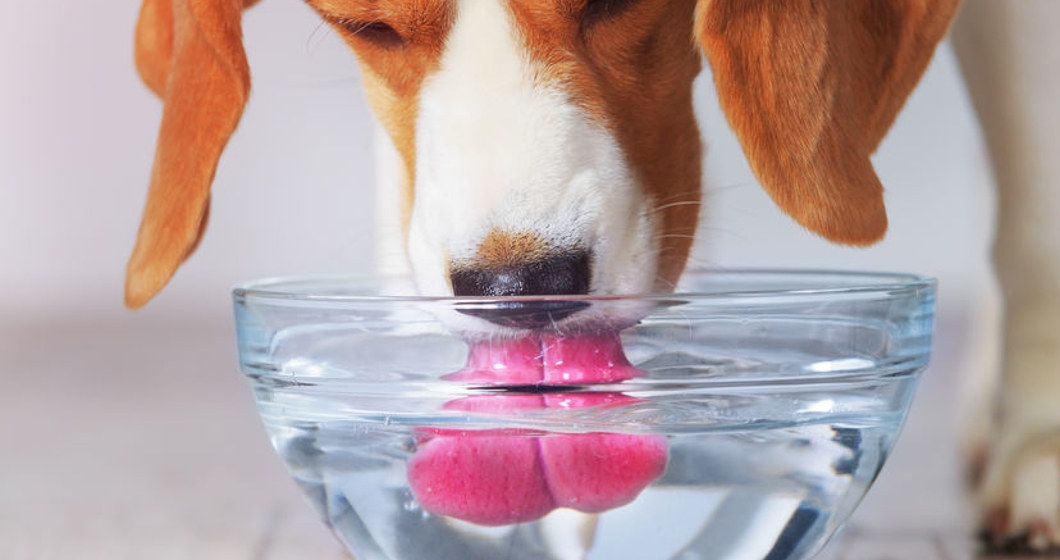 Beagle dog drinking water from a bowl