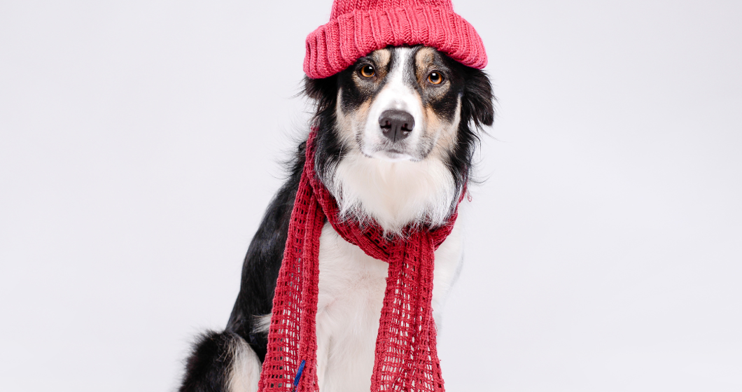 dog in scarf and red knit cap