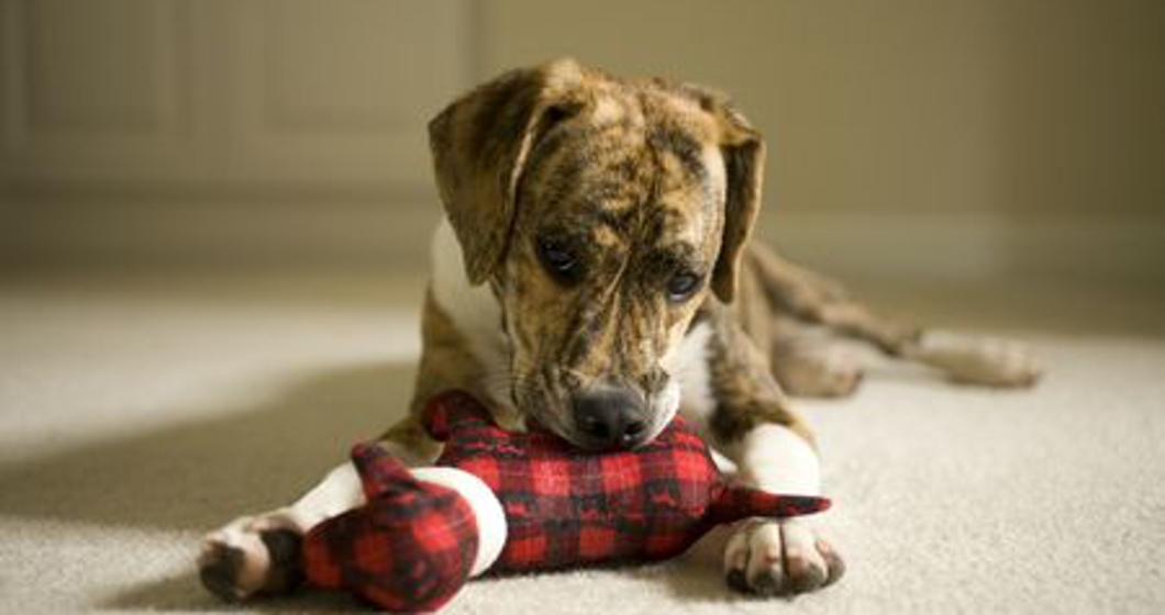 Beagle playing with toy