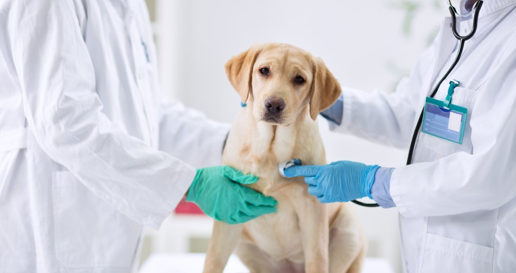 Dog at Vet