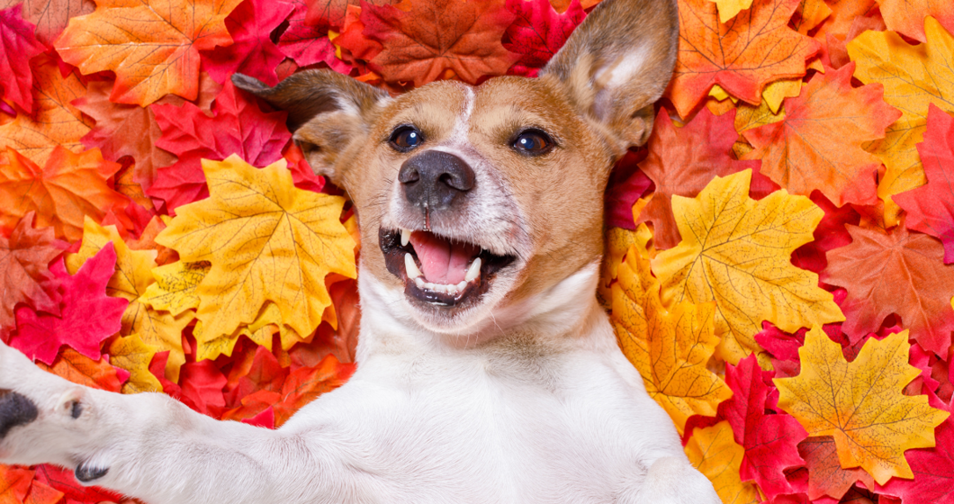 dog in fall leaves