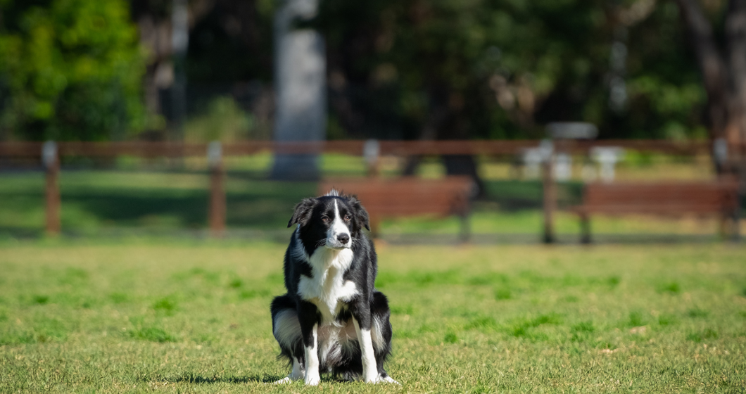 Dog pooping